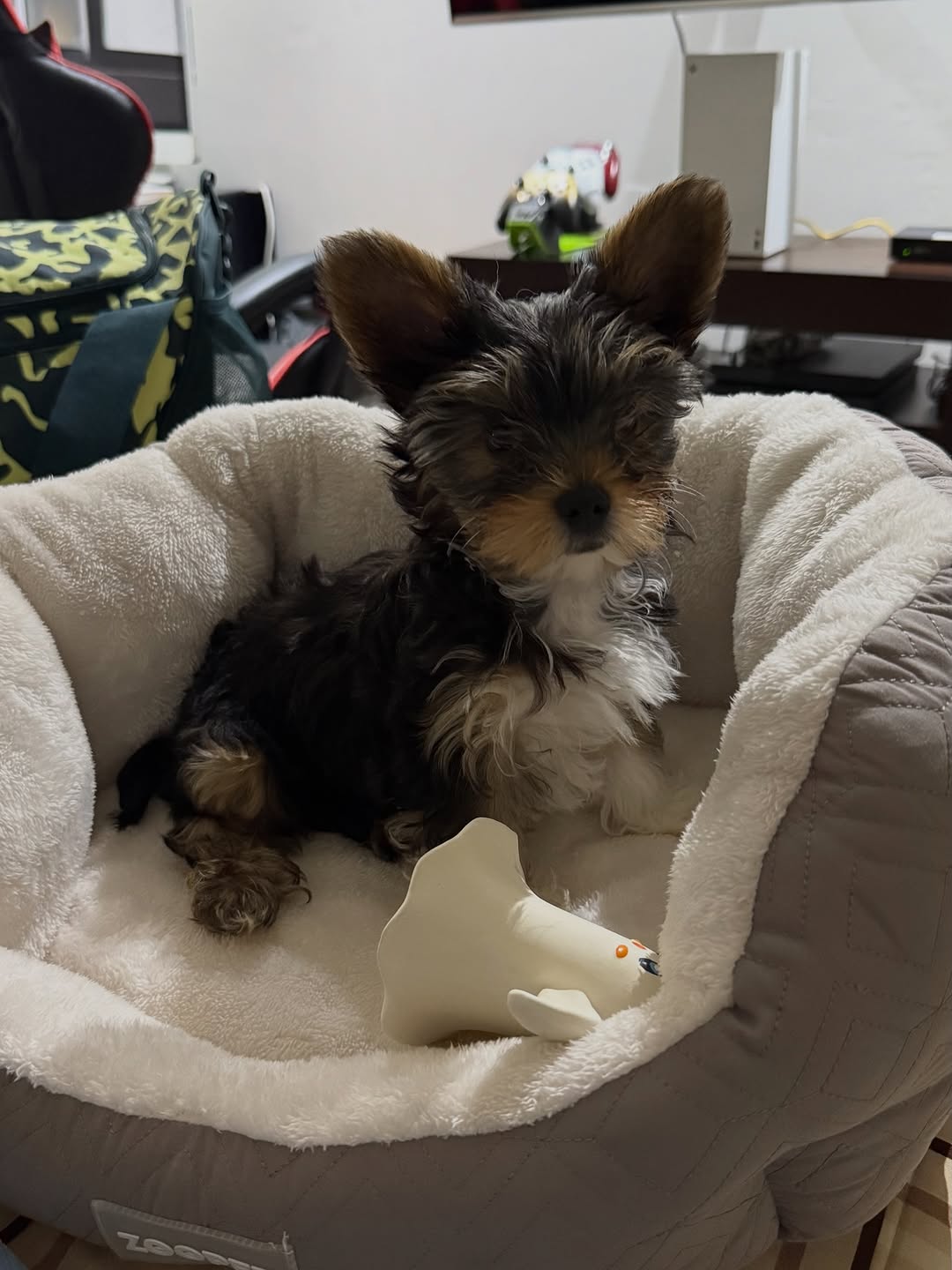 Pear - Yorkshire Terrier Puppy